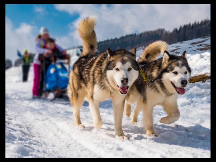 Chiens de traineaux près de Prapic